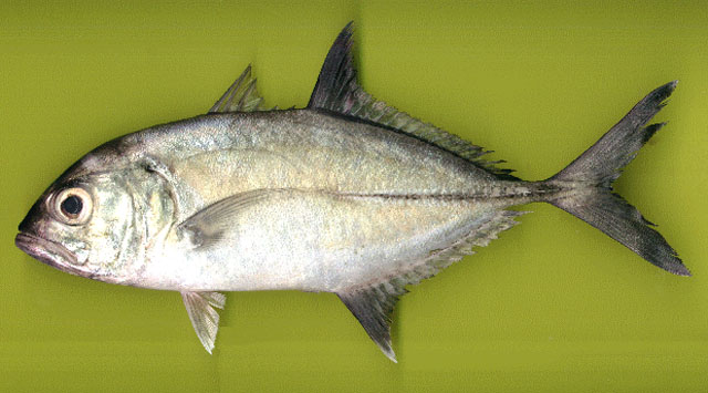 Caranx sexfasciatus