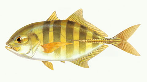 Caranx sexfasciatus