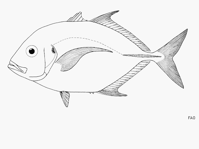 Carangoides talamparoides