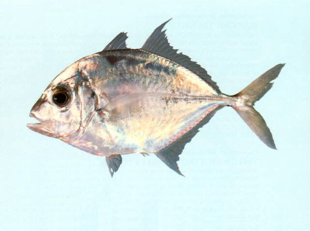 Carangoides talamparoides