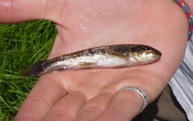 Catostomus utawana