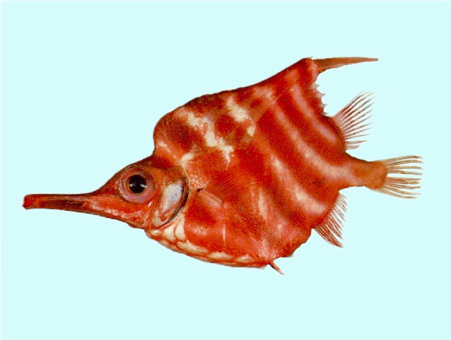 Centriscops humerosus