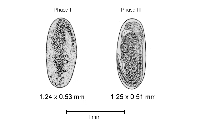 Cetengraulis mysticetus