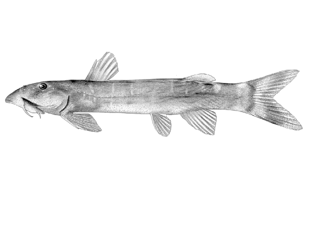 Chiloglanis angolensis