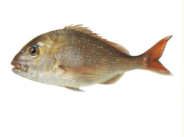 Pagrus auratus