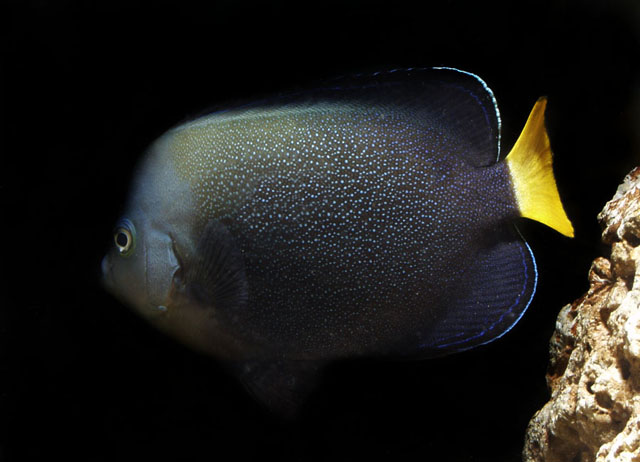 Chaetodontoplus caeruleopunctatus