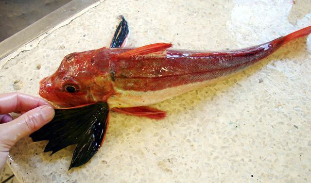 Chelidonichthys capensis