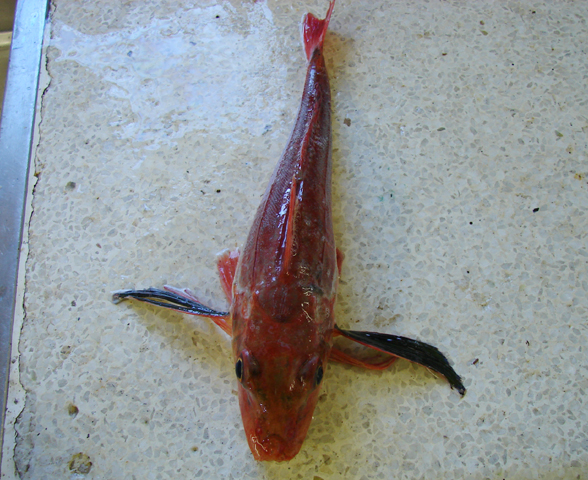 Chelidonichthys capensis