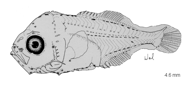 Chloroscombrus chrysurus