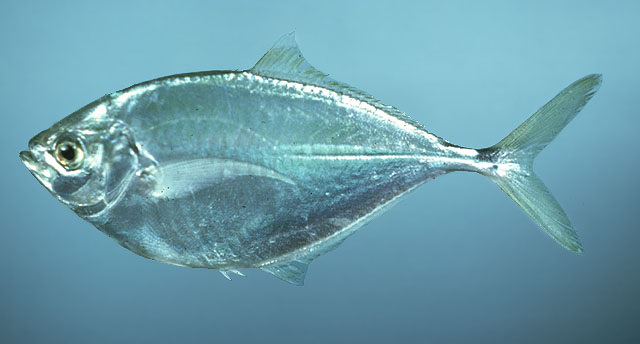 Chloroscombrus chrysurus