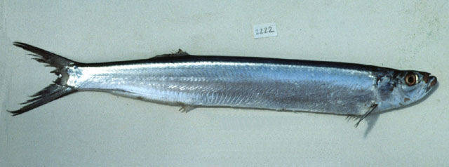 Chirocentrus dorab