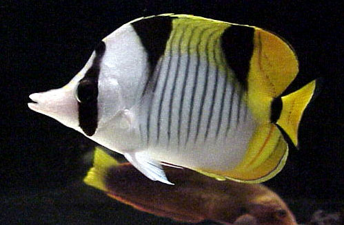 Chaetodon falcula