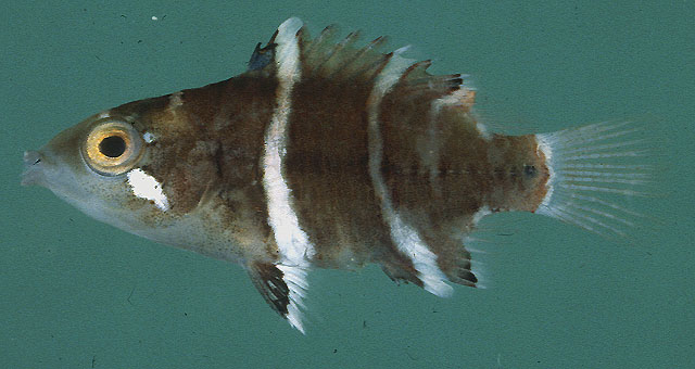 Cheilinus fasciatus