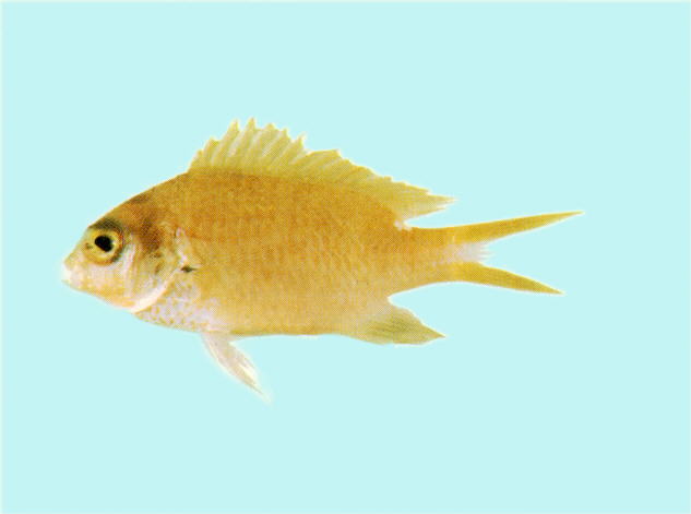 Chromis fumea