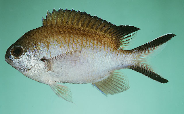 Chromis fumea