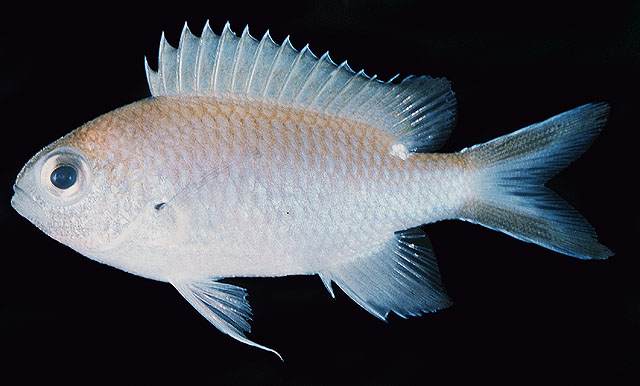 Chromis fumea