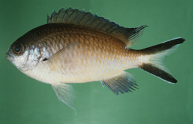 Chromis fumea