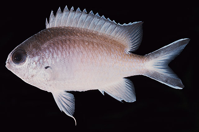 Chromis fumea