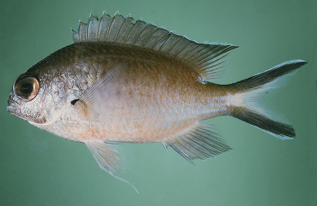 Chromis fumea