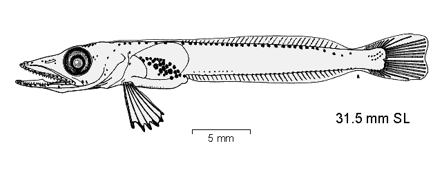 Champsocephalus gunnari