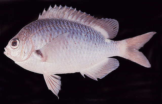 Chromis hypsilepis