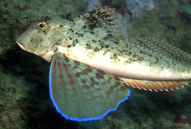 Chelidonichthys lastoviza