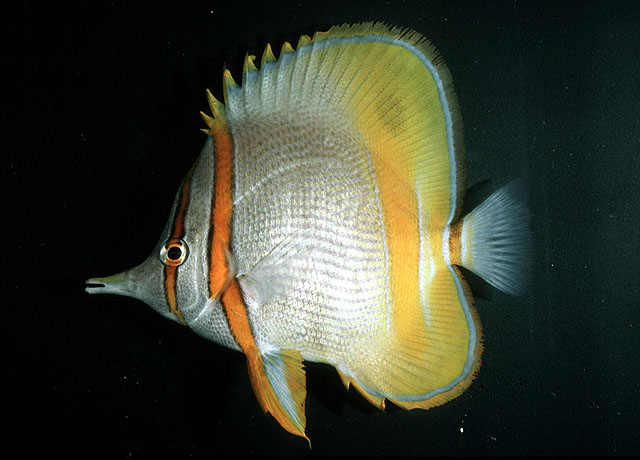 Chmar_u4.jpg