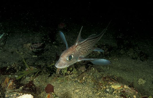 Chimaera monstrosa