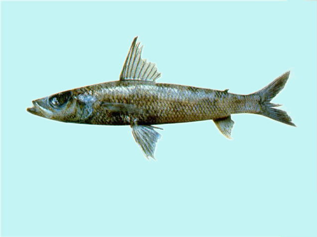 Chlorophthalmus nigromarginatus