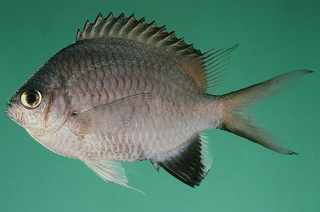 Chromis nigroanalis