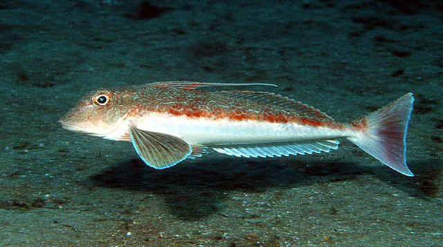 Chelidonichthys obscurus