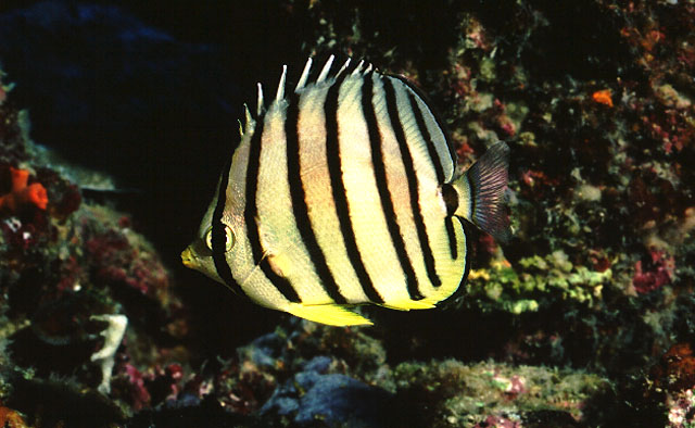 Chaetodon octofasciatus