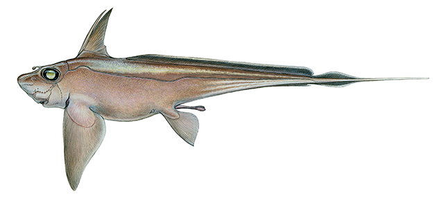 Chimaera opalescens