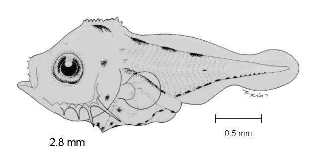 Chloroscombrus orqueta