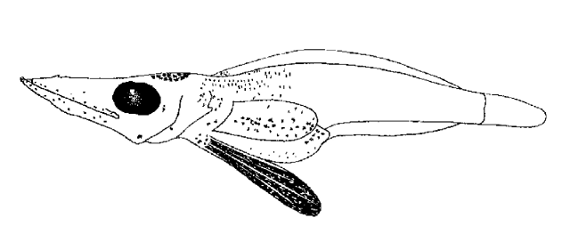 Channichthys rugosus