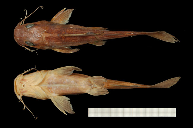 Chrysichthys thysi