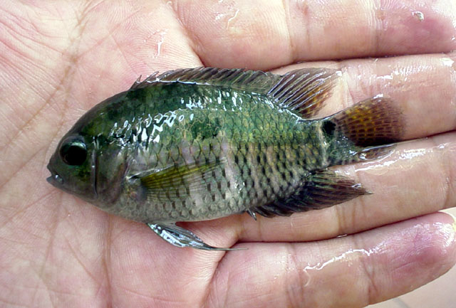 Cichlasoma amazonarum