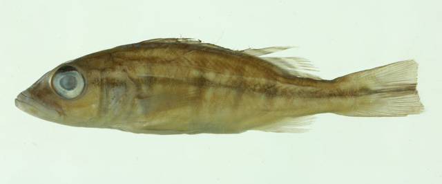 Cichla jariina