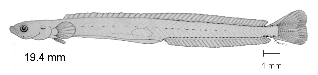 Clarkichthys bilineatus