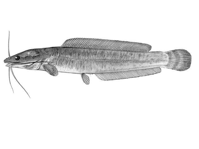 Clarias ngamensis