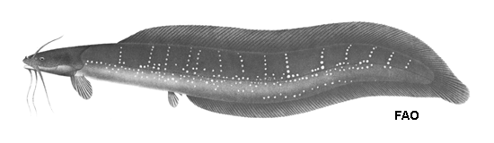 Clarias nieuhofii