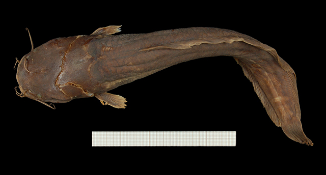 Clarias stappersii