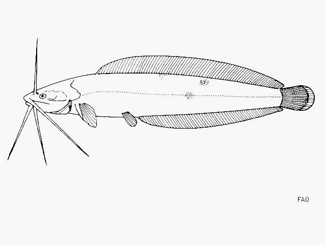 Clarias theodorae