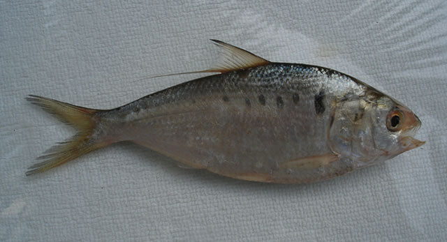 Clupanodon thrissa