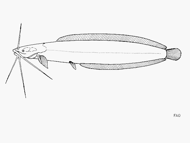 Clarias werneri