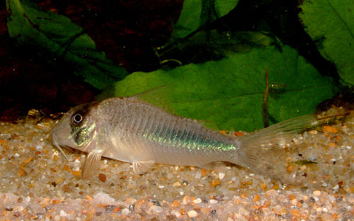 Corydoras amapaensis