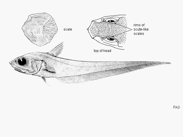 Coryphaenoides ariommus