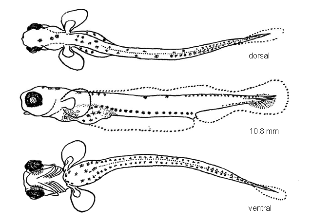 Coregonus artedi