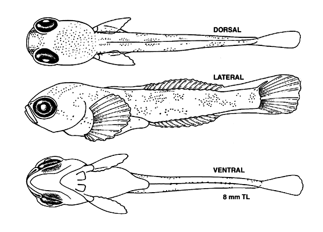 Cottus bairdii