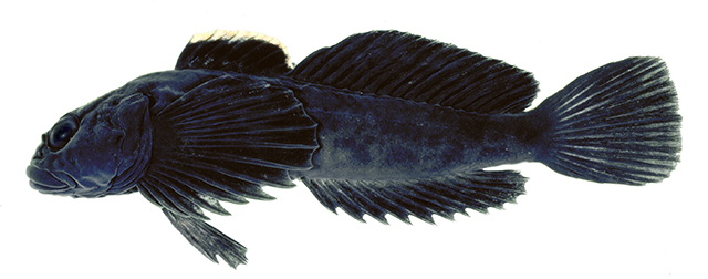 Cottus caeruleomentum